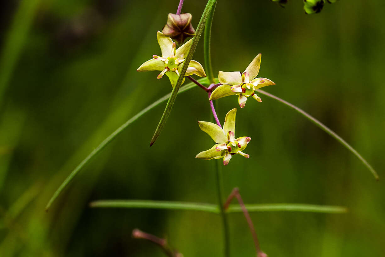 Image of Asclepias praemorsa Schltr.