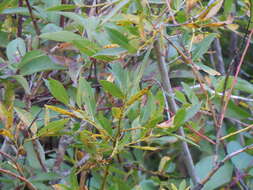 Salix boothii Dorn resmi