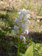 Image of Govenia liliacea (Lex.) Lindl.