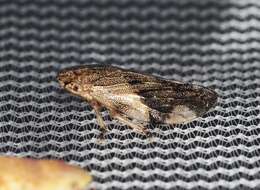 Слика од Aphrophora quadrinotata Say 1830