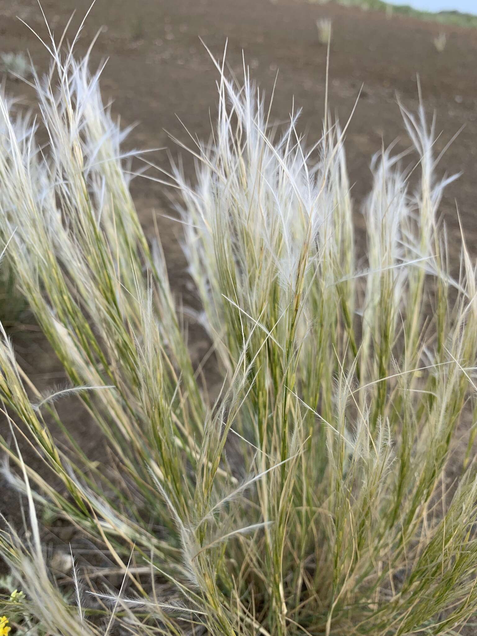 Stipa orientalis Trin.的圖片