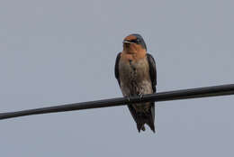 Image of Pacific Swallow