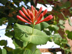 Image of Orange Honeysuckle