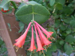 Image of Orange Honeysuckle