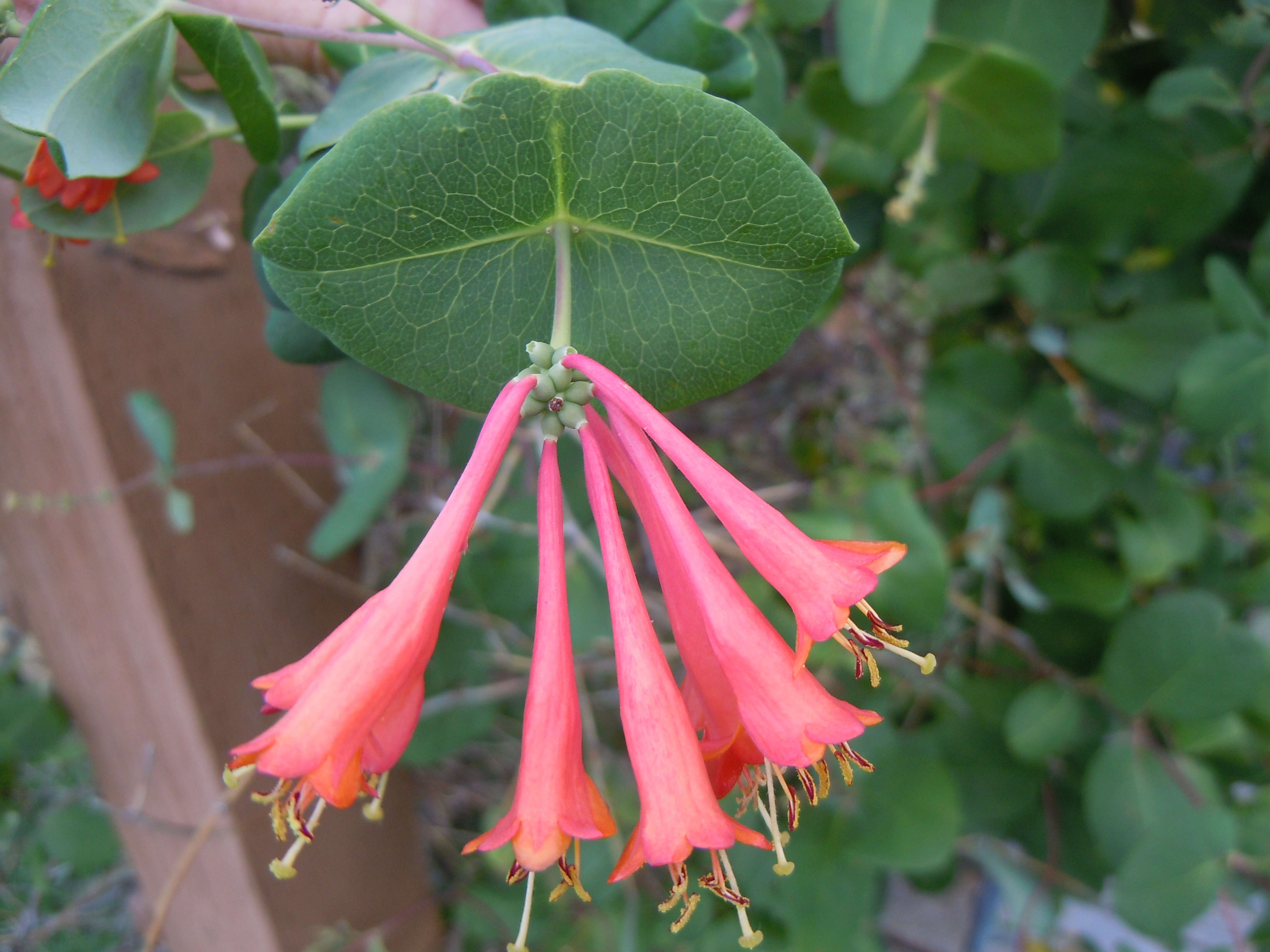 Image of Orange Honeysuckle