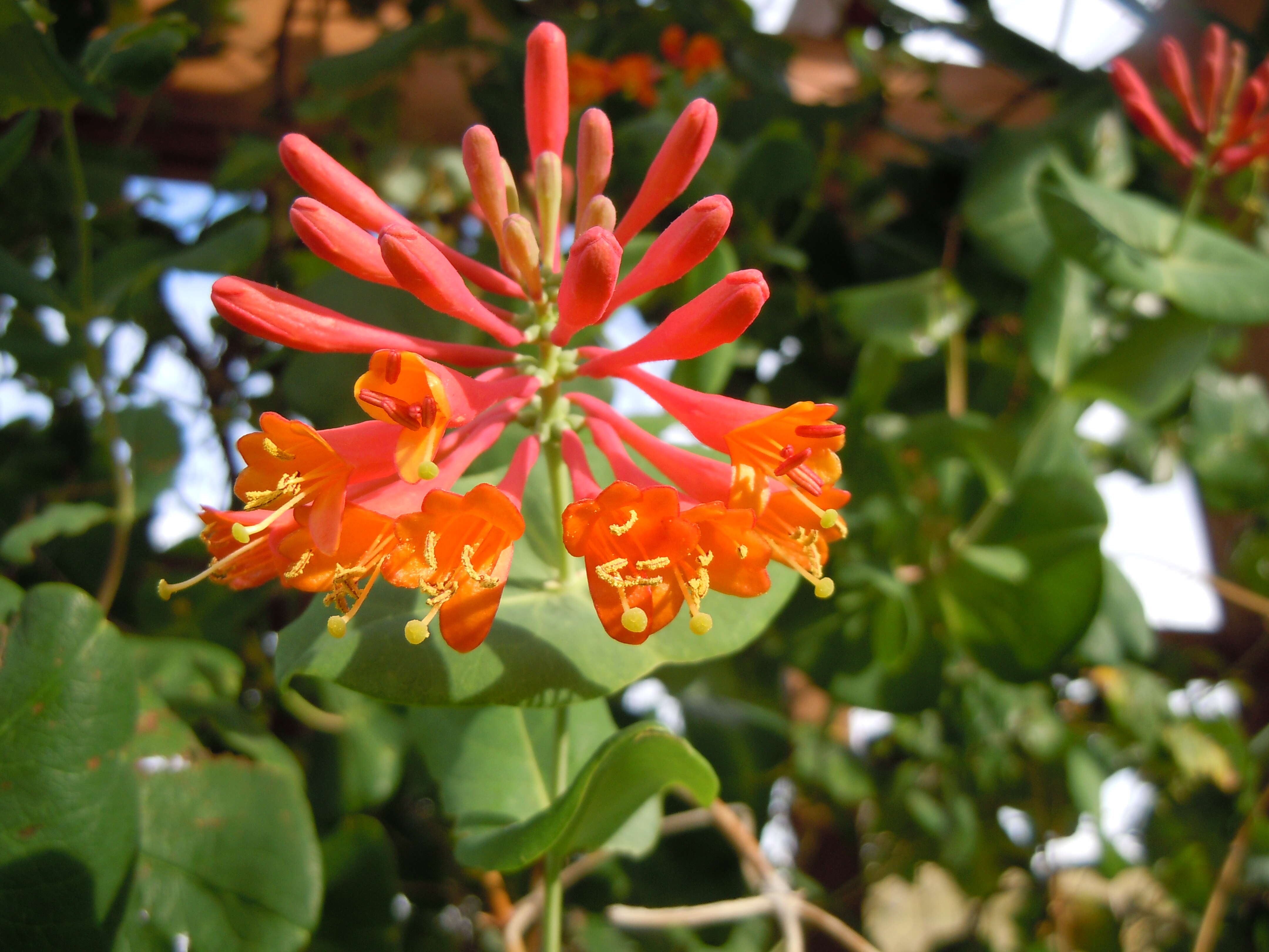 Image of Orange Honeysuckle