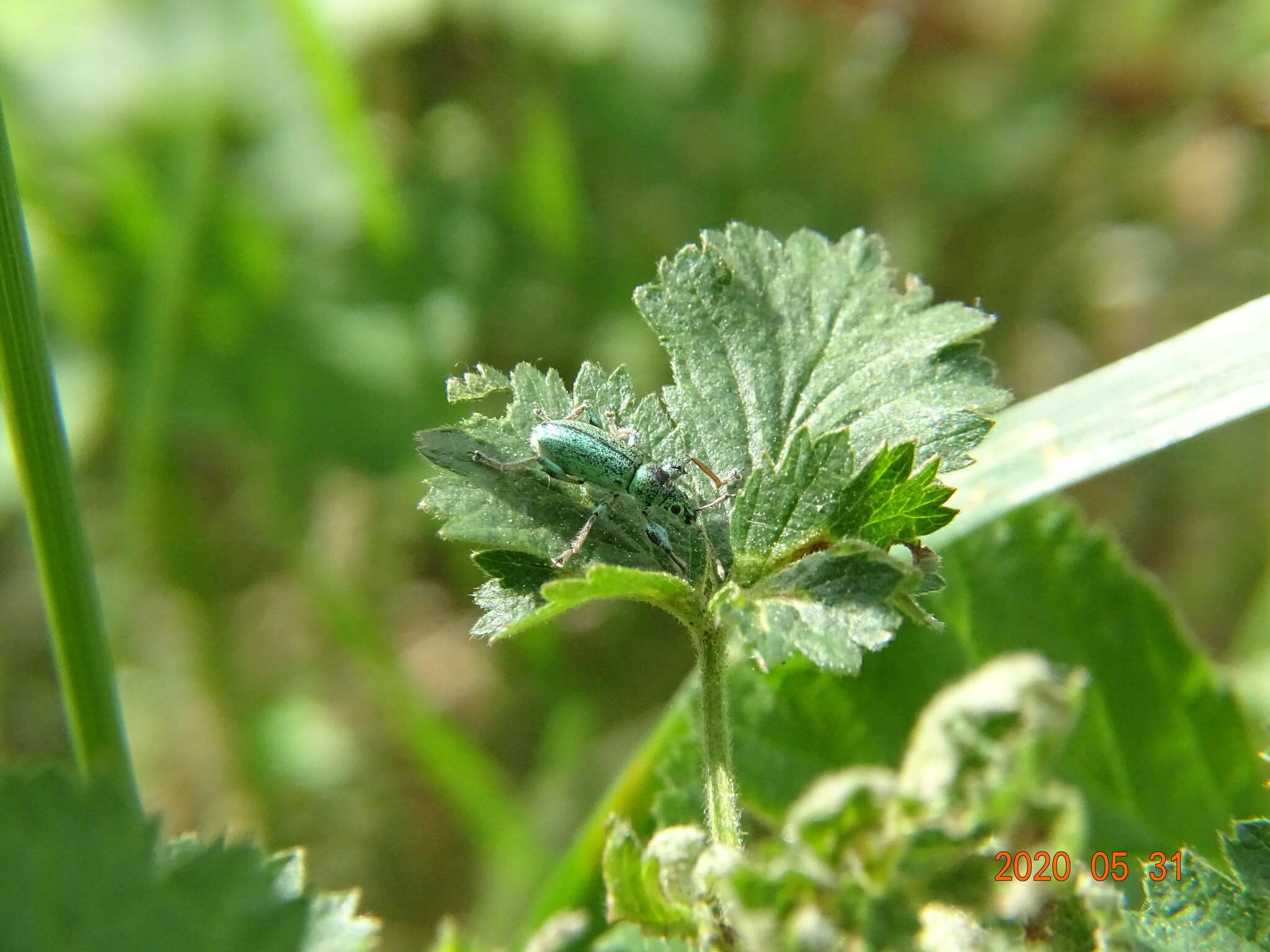 Plancia ëd Phyllobius (Phyllobius) arborator (Herbst 1797)