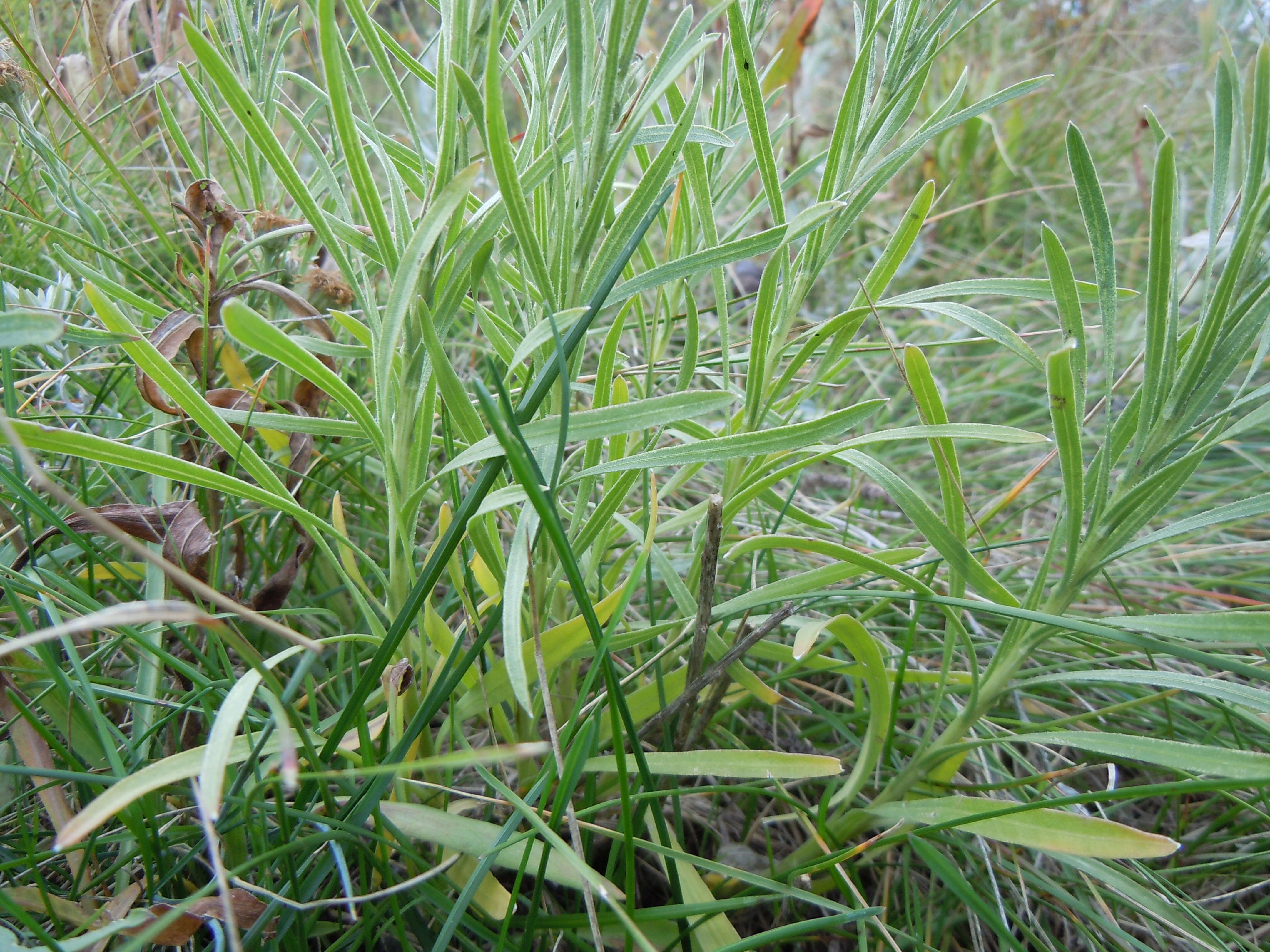 Слика од Liatris punctata Hook.