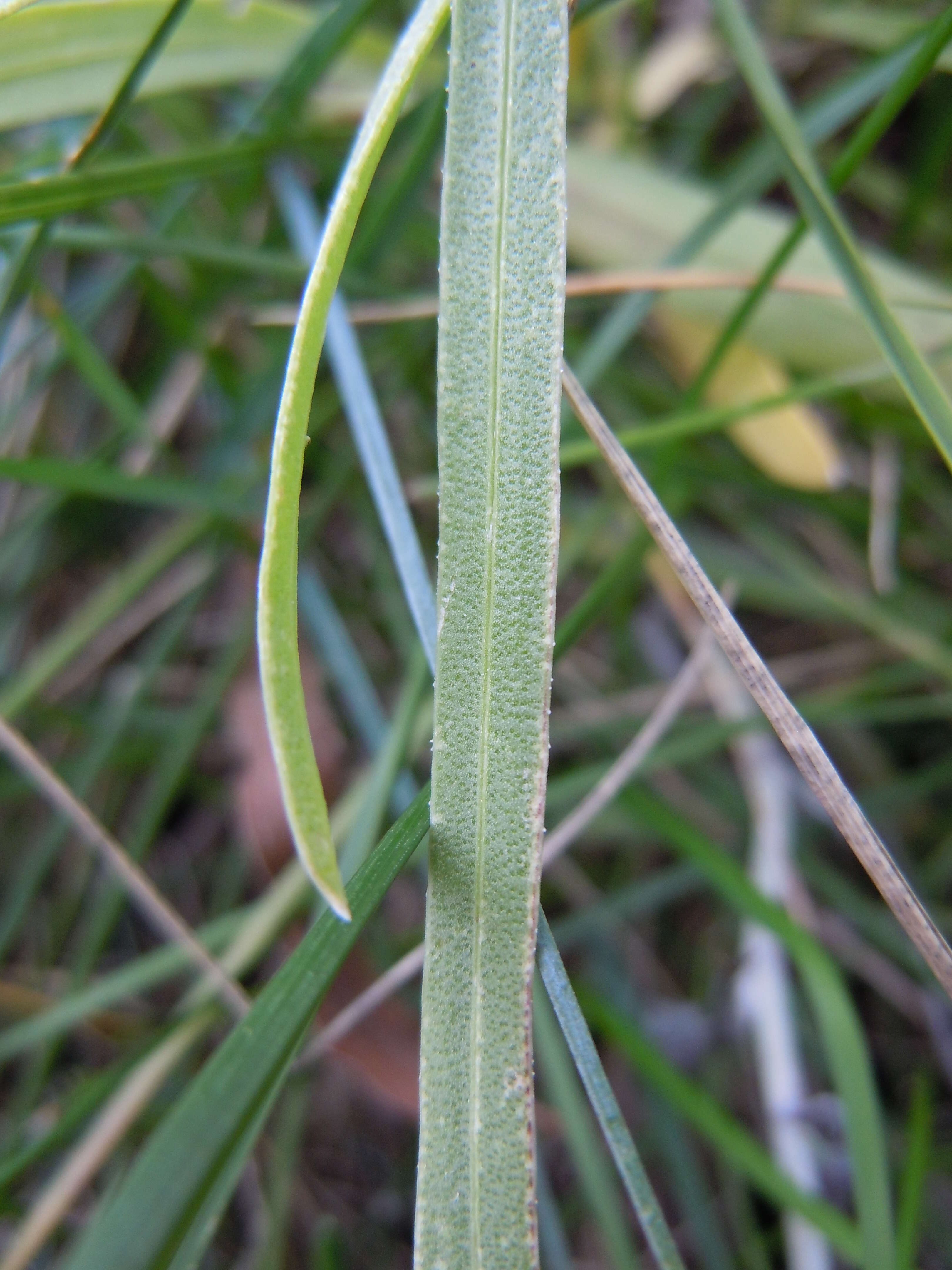 Слика од Liatris punctata Hook.