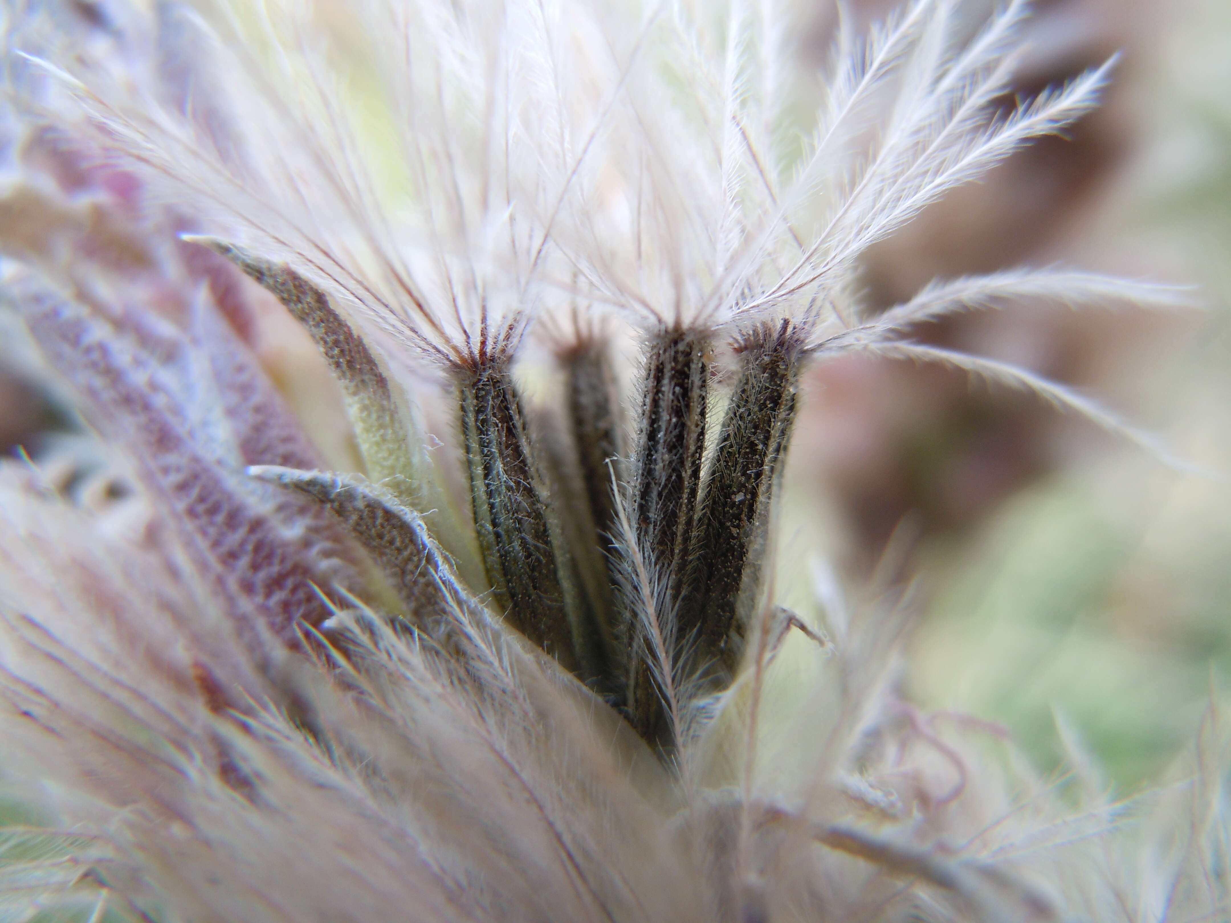 Слика од Liatris punctata Hook.