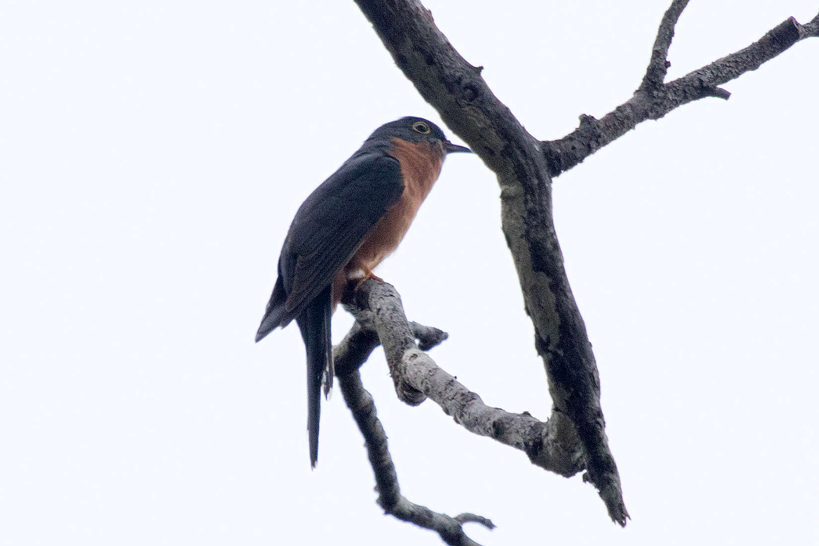 Image of Chestnut-breasted Cuckoo