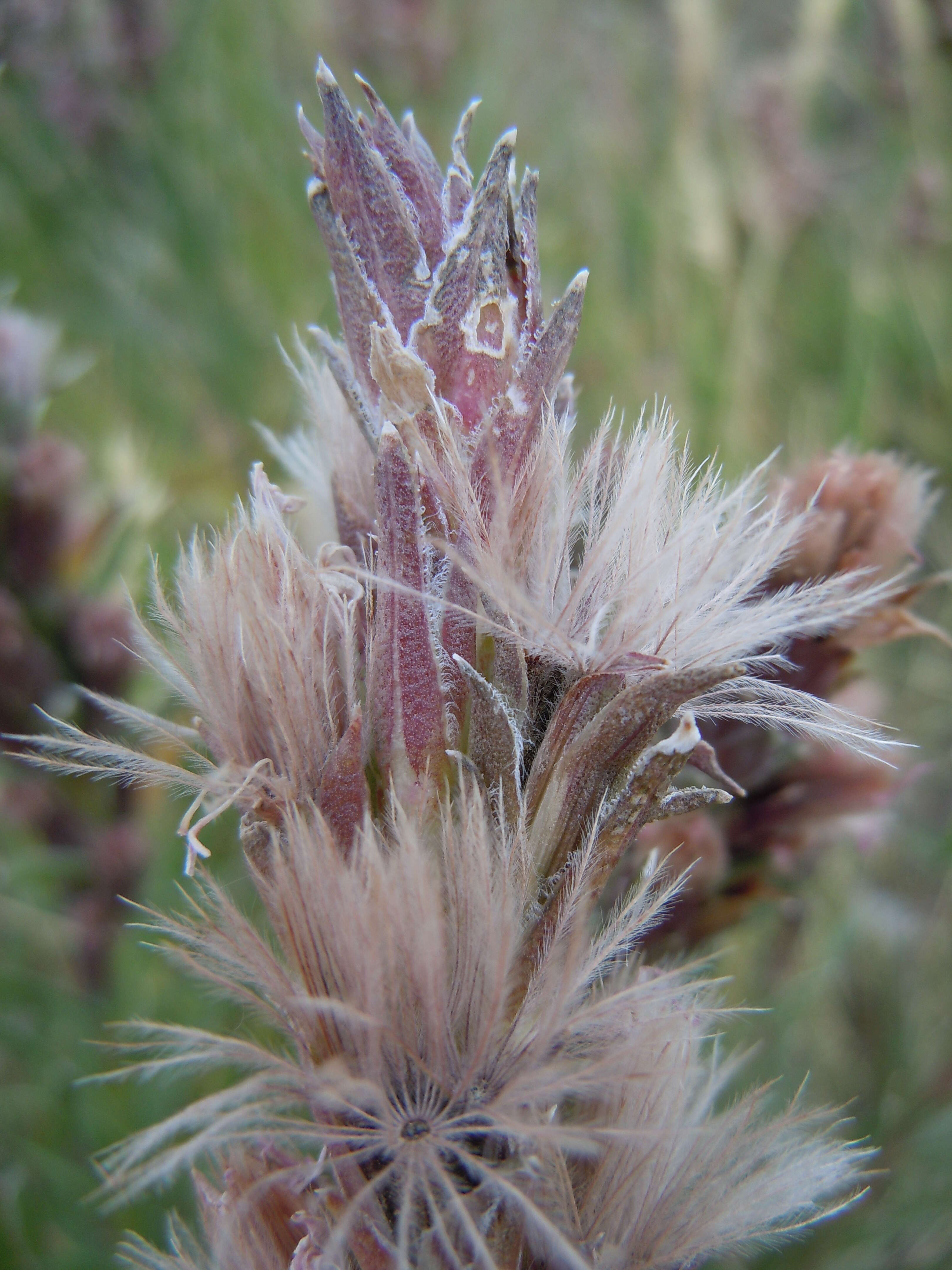 Слика од Liatris punctata Hook.