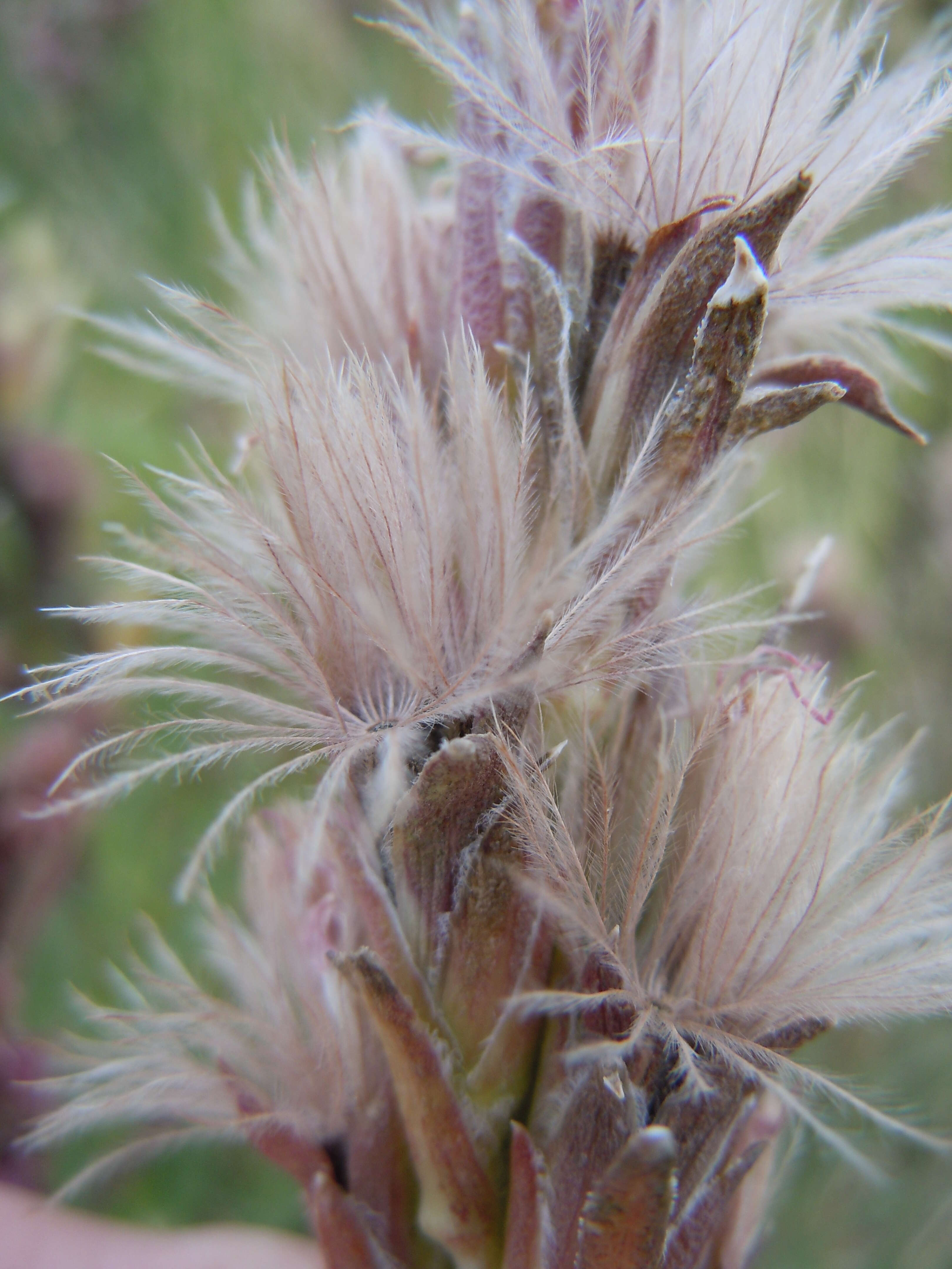 Слика од Liatris punctata Hook.