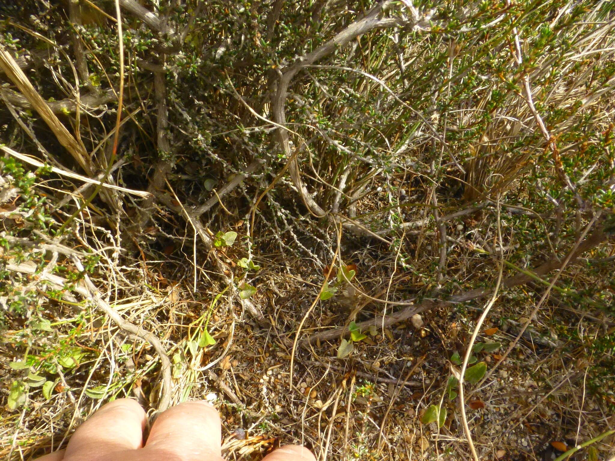 Image of Cliffortia ericifolia L. fil.