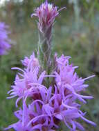 Слика од Liatris punctata Hook.