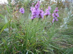 Слика од Liatris punctata Hook.