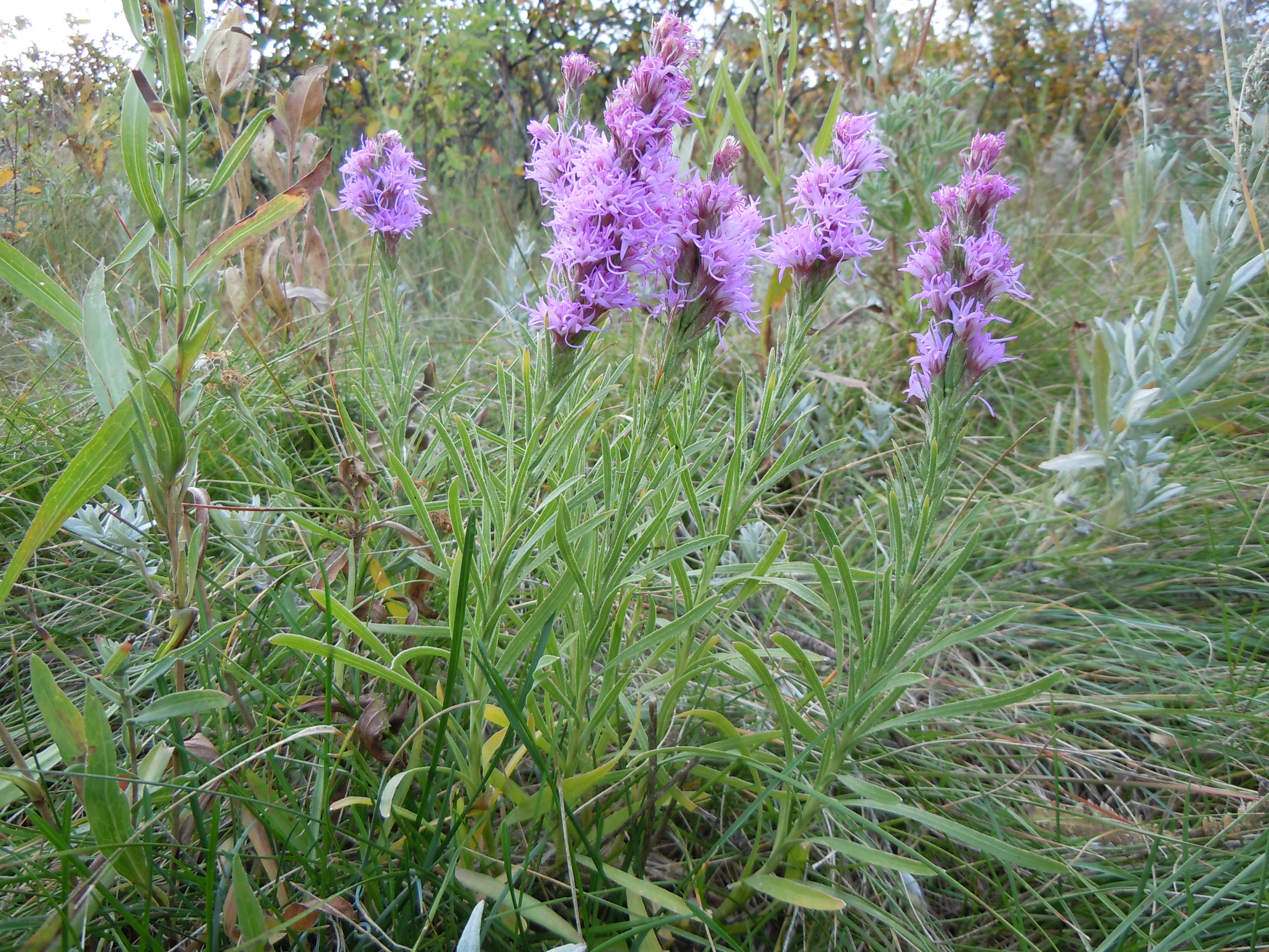 Слика од Liatris punctata Hook.