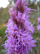 Слика од Liatris punctata Hook.