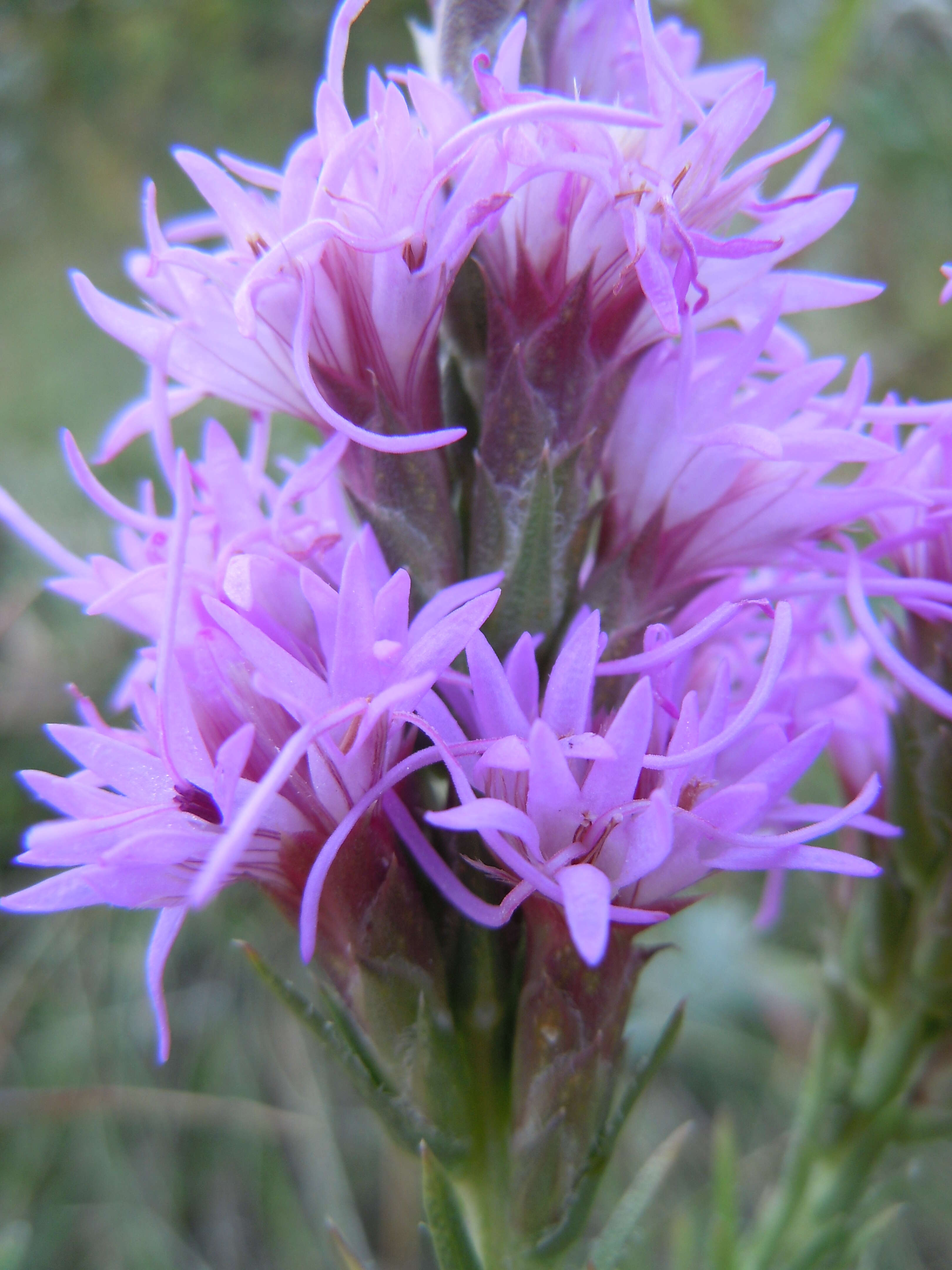 Слика од Liatris punctata Hook.