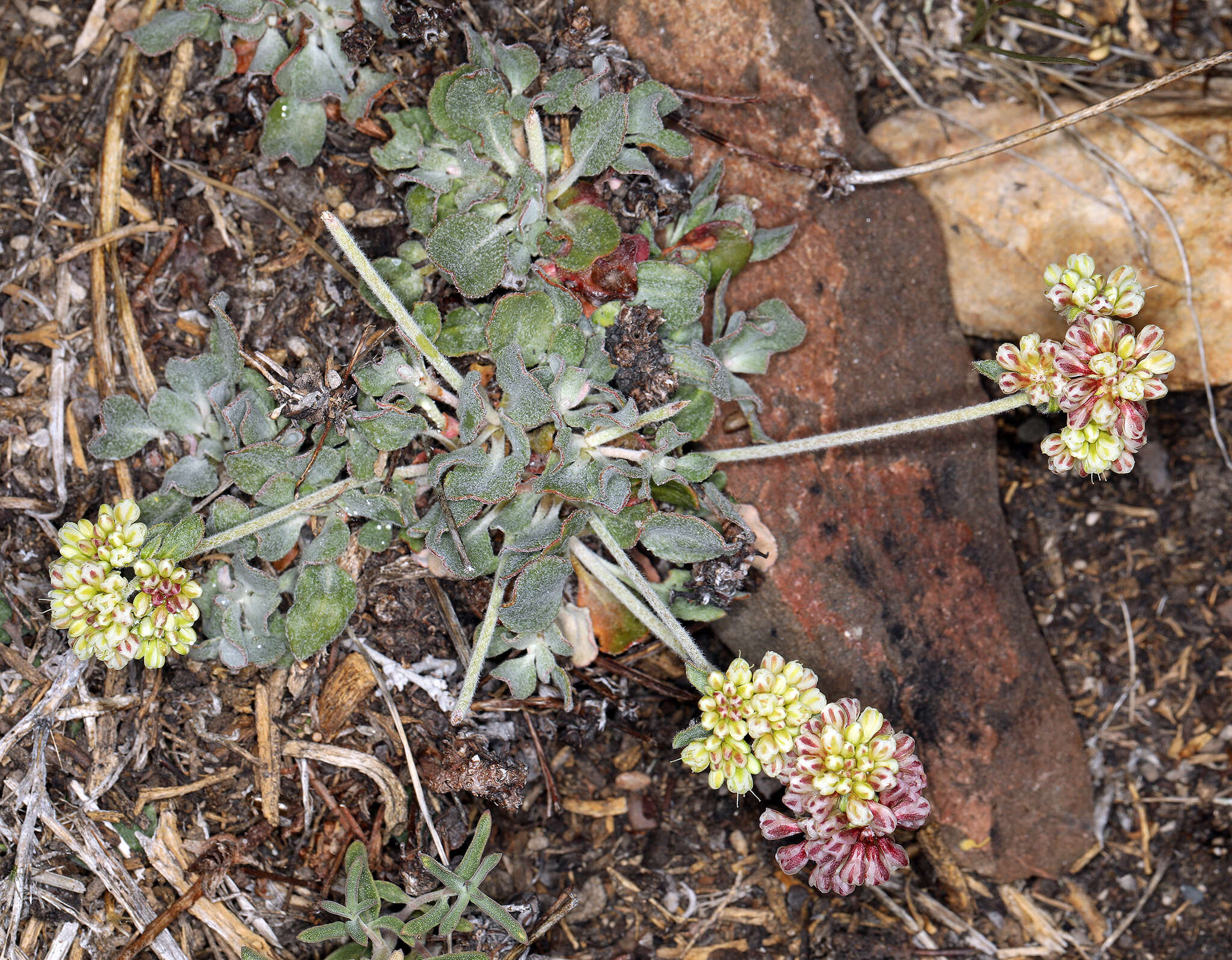 Image of sulphur-flower buckwheat