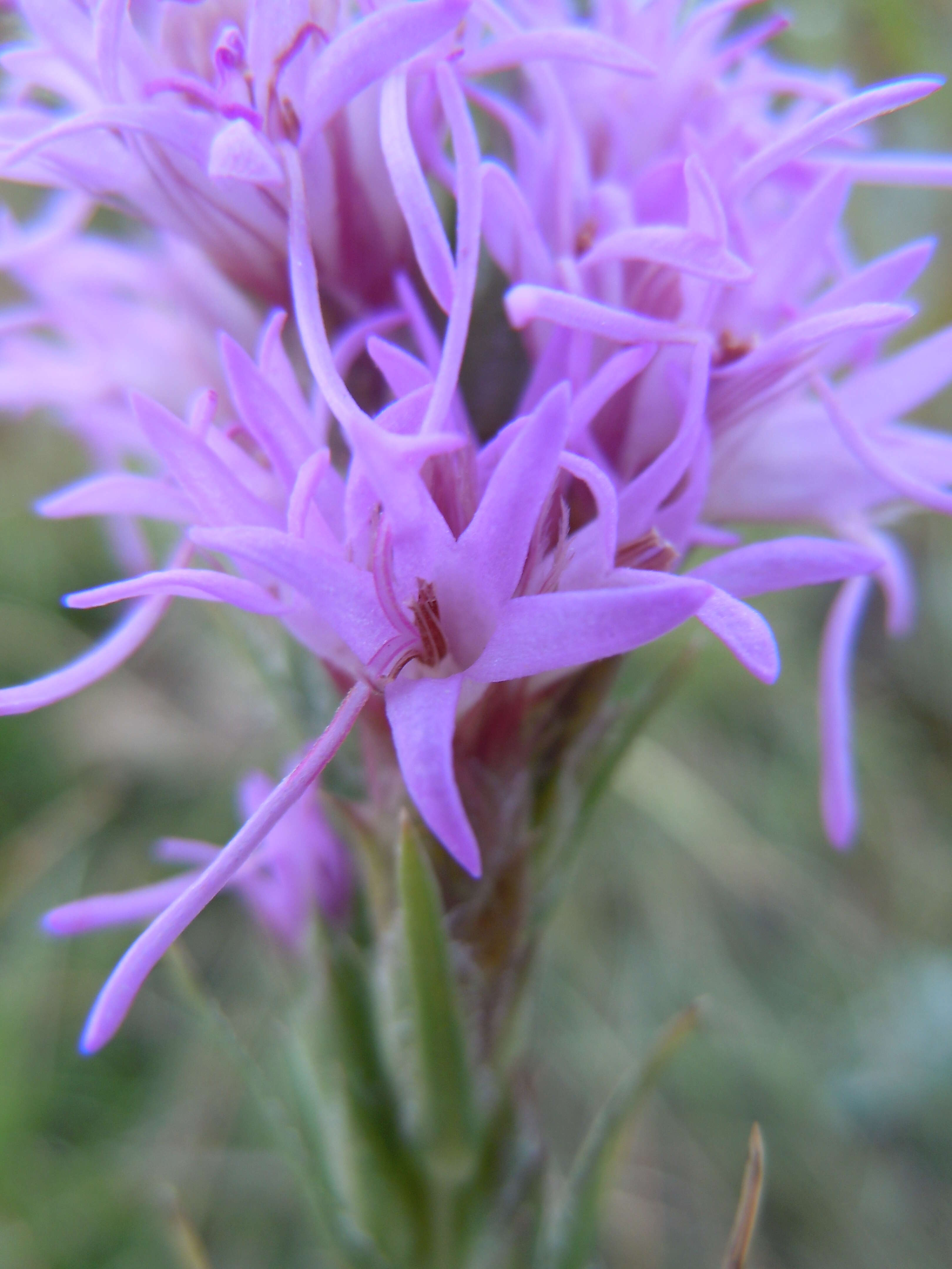 Слика од Liatris punctata Hook.