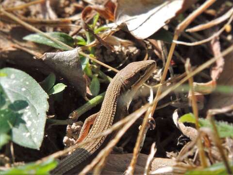 Image of Mountain grass lizard