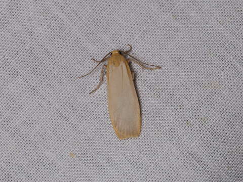 Image of buff footman