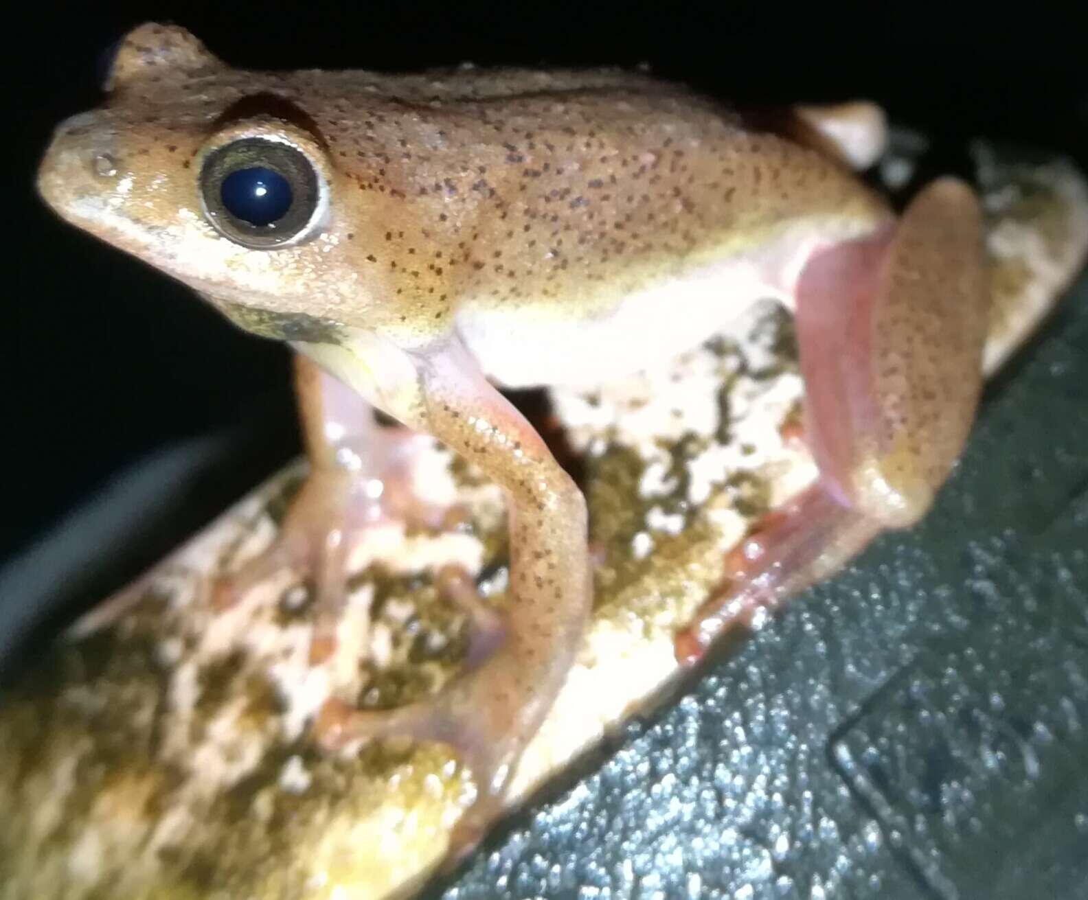 Image of Common Reed Frog