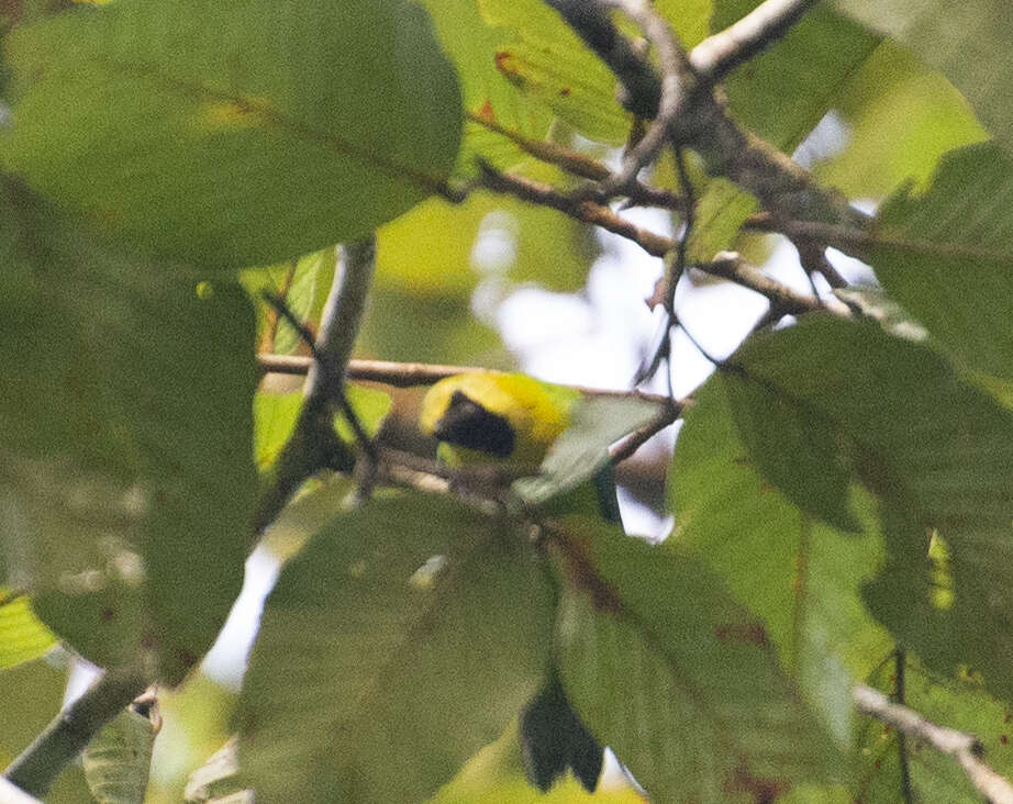 Image of Blue-winged Leafbird