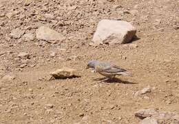 Image of Alpine Accentor