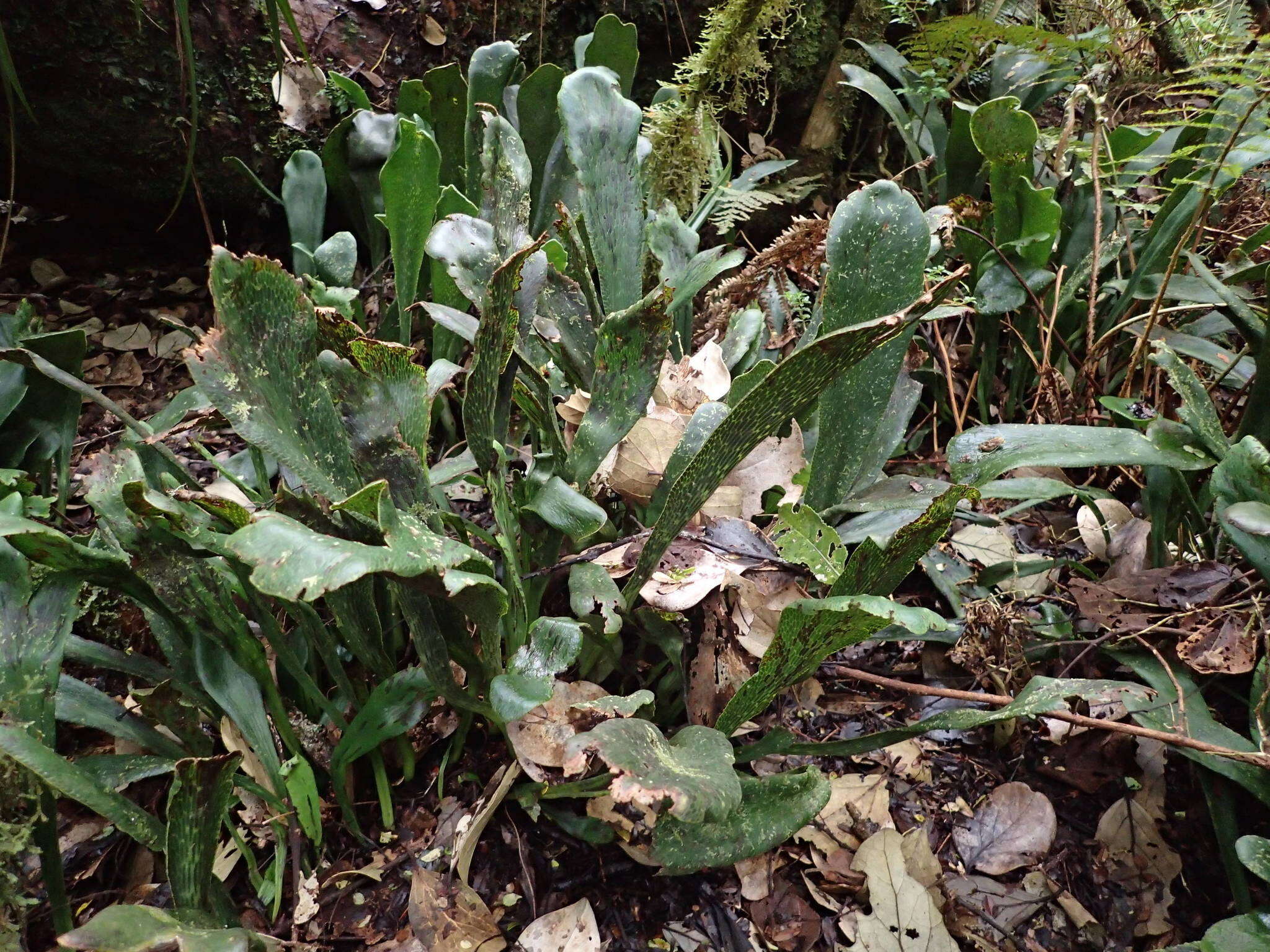 Imagem de Antrophyopsis boryana (Willd.) Schuettp.