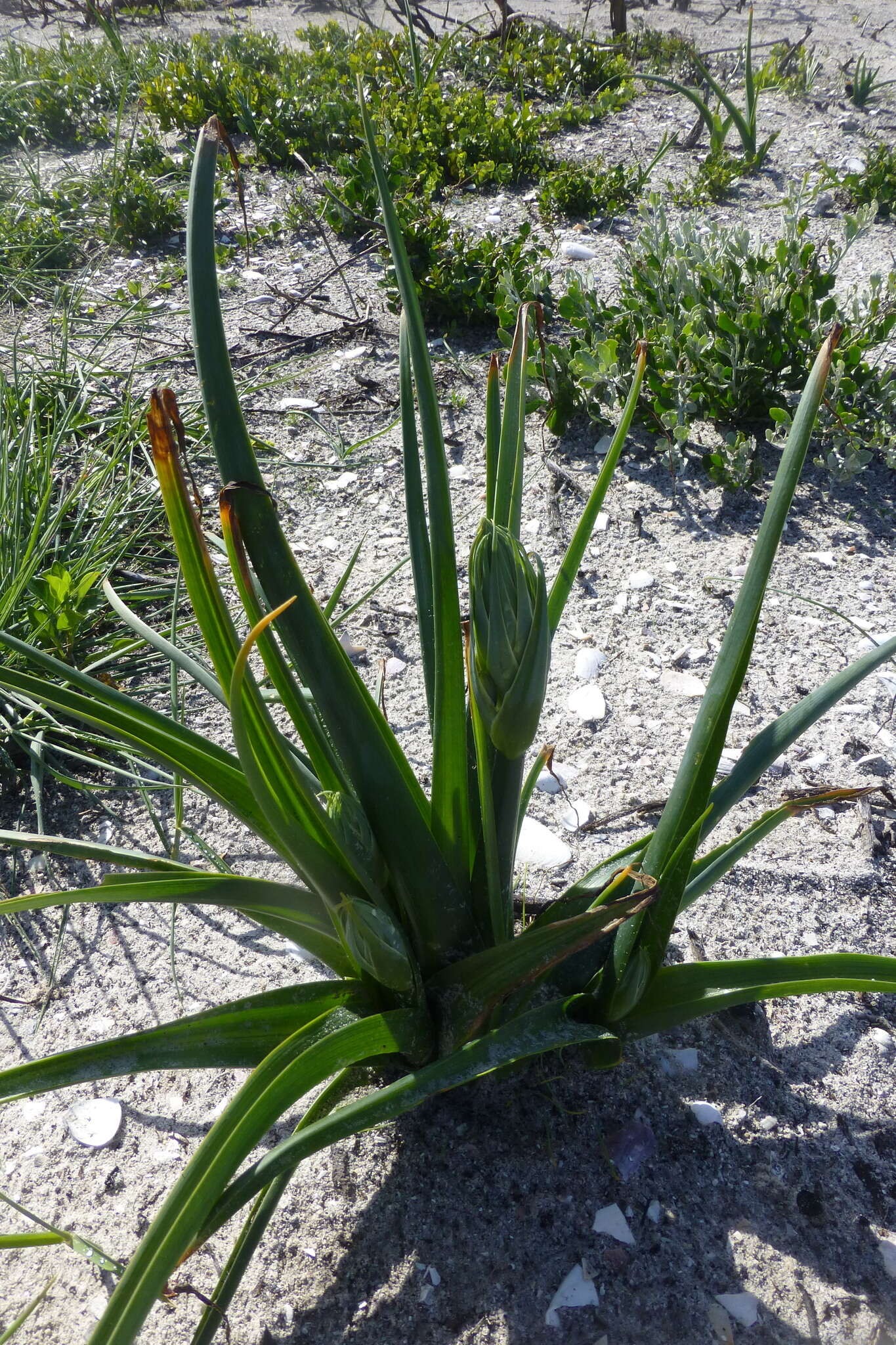 Image of Albuca flaccida Jacq.