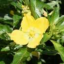 صورة Ludwigia elegans (Cambess.) Hara