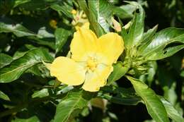 صورة Ludwigia elegans (Cambess.) Hara