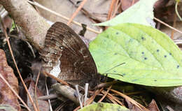 Image of Pedaliodes phazania Grose-Smith 1900