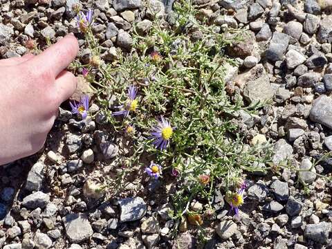 Imagem de Leucosyris parviflora (A. Gray) Pruski & R. L. Hartman