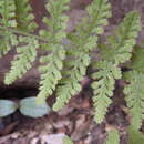 Image of Plummer's cliff fern
