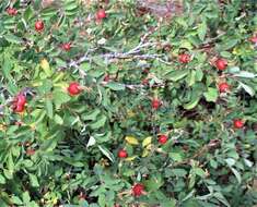 Sivun Rosa woodsii var. arizonica (Rydb.) W. H. Lewis kuva