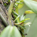 Image of Maxillaria uncata Lindl.