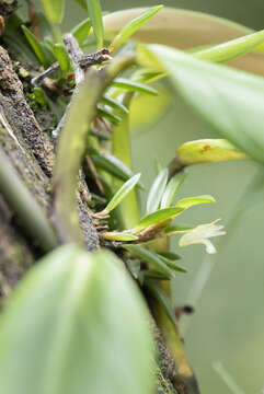 Image of Maxillaria uncata Lindl.