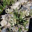 Polemonium brandegeei (A. Gray) Greene resmi