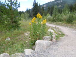 Solidago canadensis L. resmi