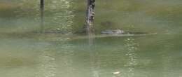 Image of Estuarine Crocodile