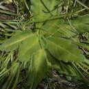 Sivun Solenogyne gunnii (Hook. fil.) Cabrera kuva
