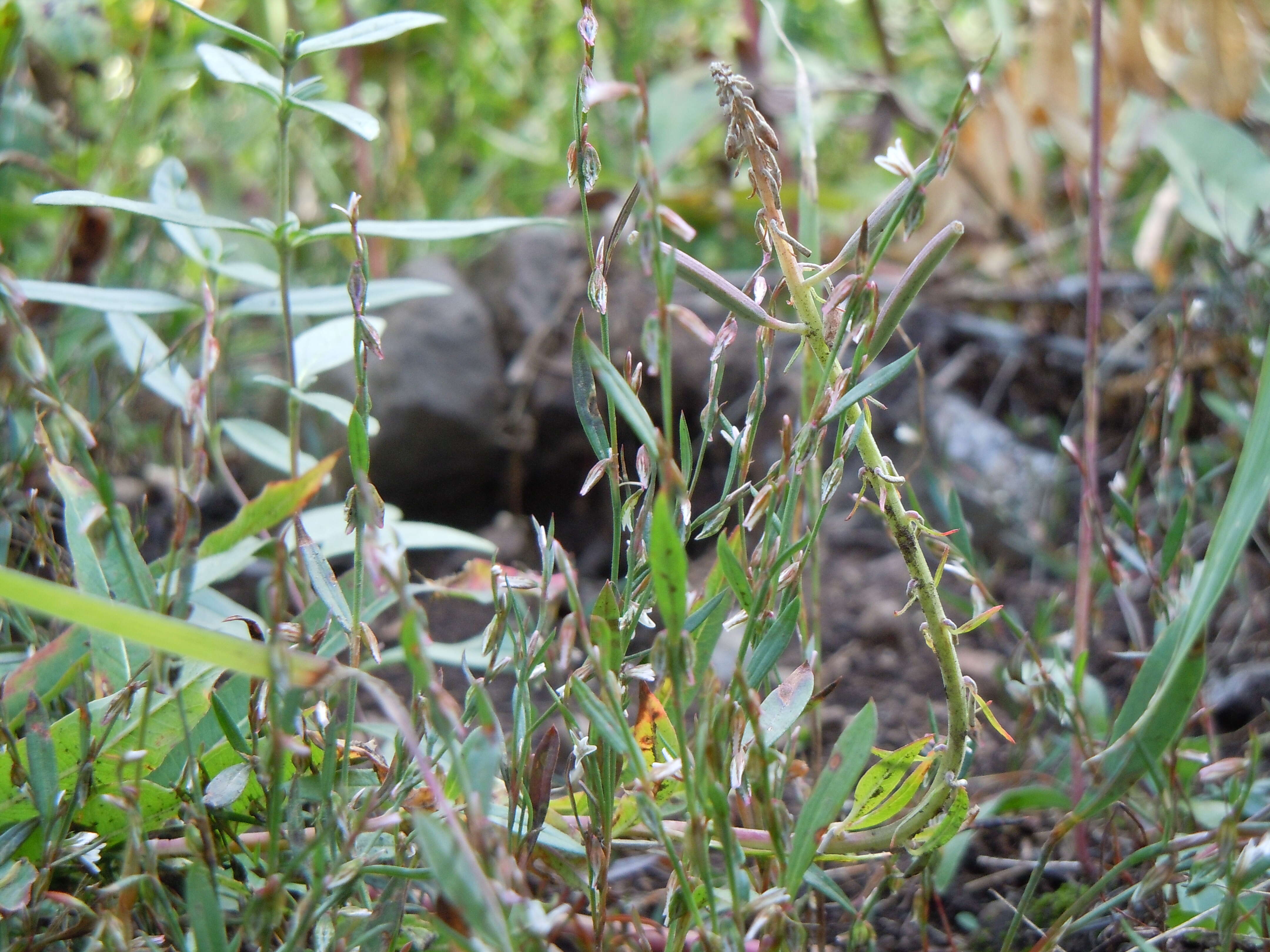 Image of Douglas' knotweed