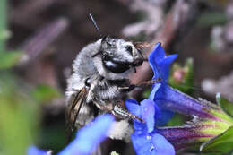 Image of Anthophora pacifica Cresson 1879