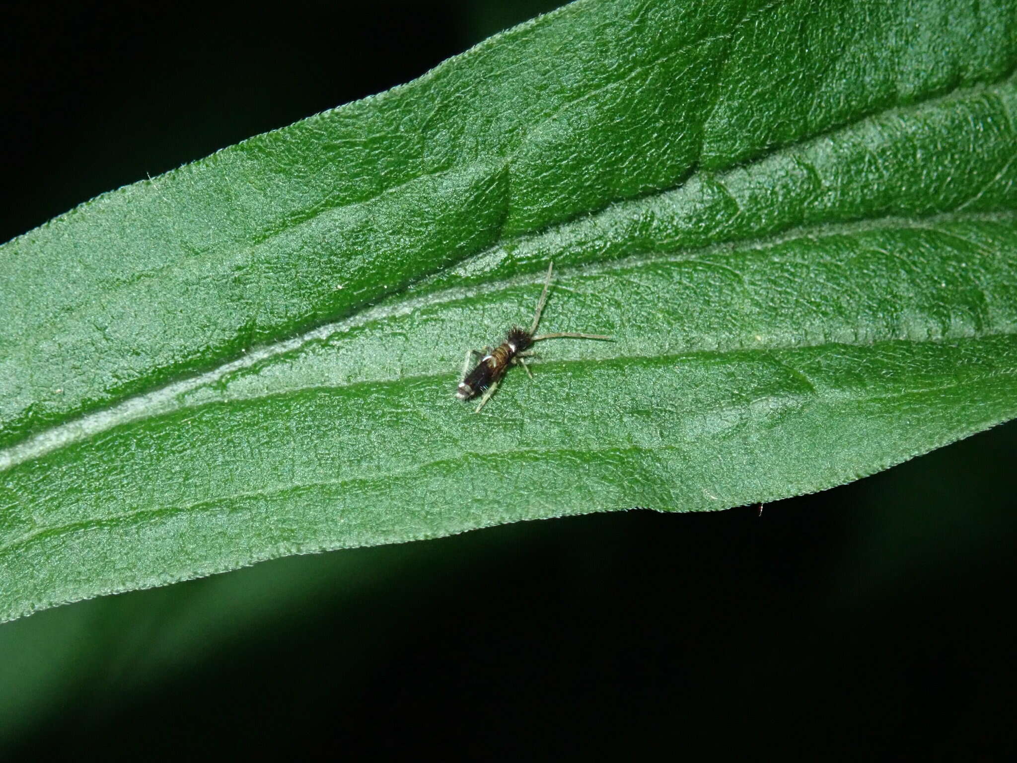 Image of Entomobrya dorsalis Uzel 1891