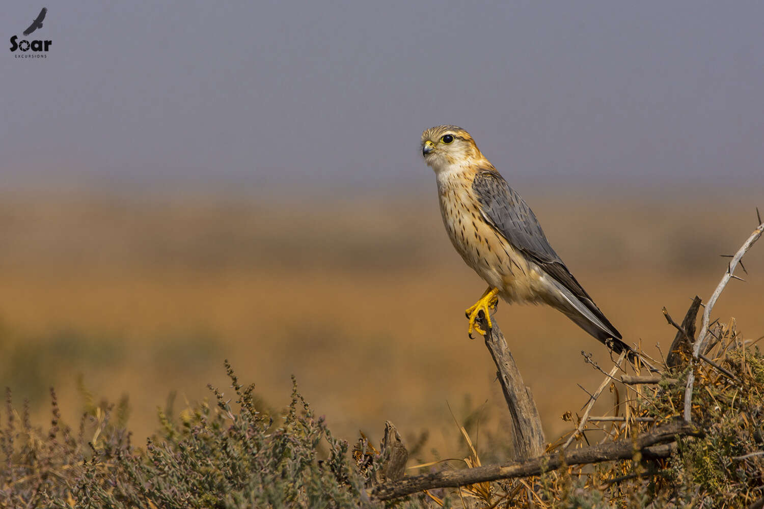 Image of Falco columbarius pallidus (Sushkin 1900)