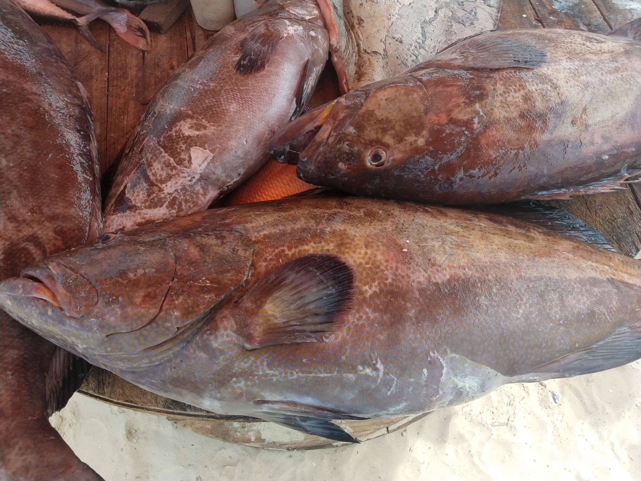 Image of Black Grouper