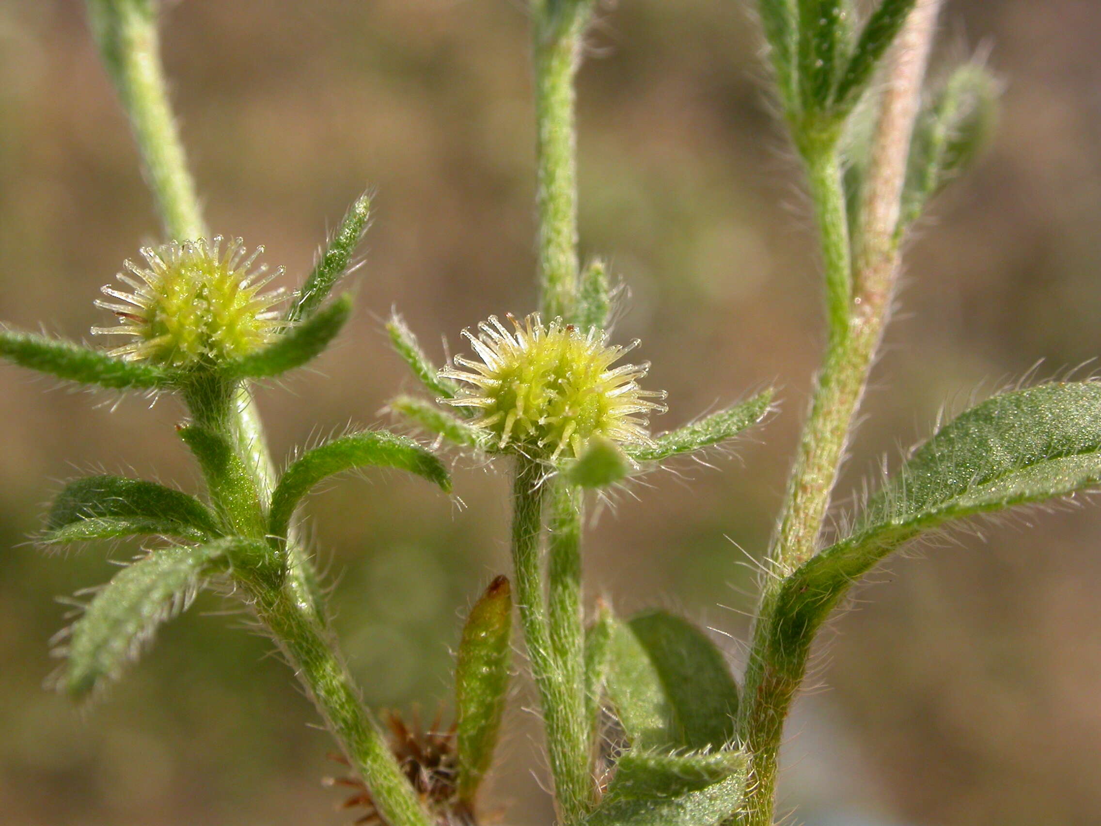 Image of European stickseed